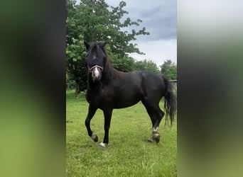 Welsh-A, Stute, 5 Jahre, 123 cm, Rappe