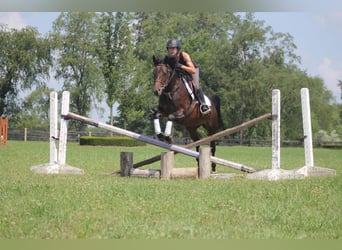 Welsh-A, Stute, 5 Jahre, 147 cm, Rotbrauner