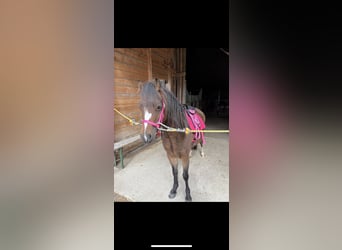 Welsh-A, Stute, 5 Jahre, Brauner