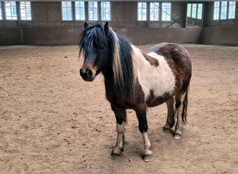 Welsh-A, Stute, 6 Jahre, 110 cm, Schecke