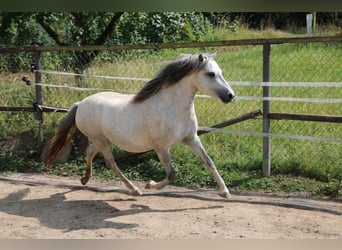 Welsh-A Mix, Stute, 6 Jahre, 113 cm, Schimmel