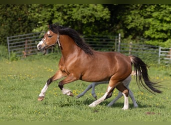 Welsh-A, Stute, 6 Jahre, 120 cm, Brauner