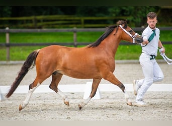 Welsh-A, Stute, 6 Jahre, 120 cm, Brauner