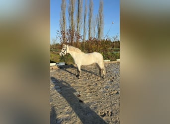 Welsh-A, Stute, 6 Jahre, 120 cm, Schimmel