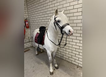 Welsh-A, Stute, 6 Jahre, 121 cm, Schimmel