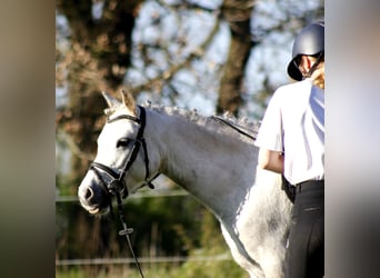 Welsh-A, Stute, 6 Jahre, 122 cm, Schimmel