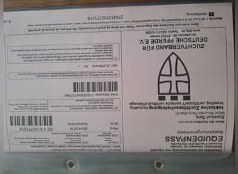 Welsh-A, Stute, 6 Jahre, 123 cm, Apfelschimmel