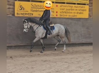 Welsh-A, Stute, 6 Jahre, 126 cm, Apfelschimmel