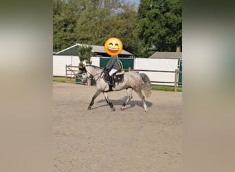 Welsh-A, Stute, 6 Jahre, 126 cm, Apfelschimmel