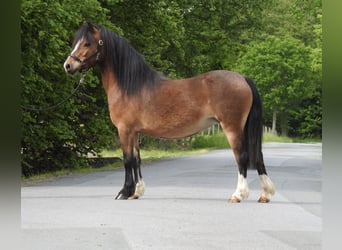 Welsh-A, Stute, 7 Jahre, 116 cm, Brauner