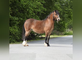 Welsh-A, Stute, 7 Jahre, 116 cm, Brauner