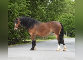 Welsh-A, Stute, 7 Jahre, 116 cm, Brauner