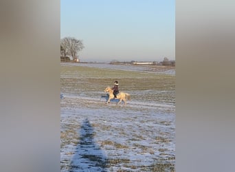 Welsh-A, Stute, 7 Jahre, 118 cm, Palomino
