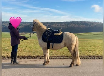 Welsh-A, Stute, 7 Jahre, 118 cm, Palomino