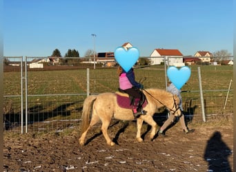 Welsh-A, Stute, 7 Jahre, 118 cm, Palomino
