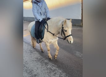 Welsh-A, Stute, 7 Jahre, 118 cm, Palomino