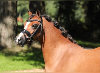 Welsh-A, Stute, 7 Jahre, 120 cm, Brauner