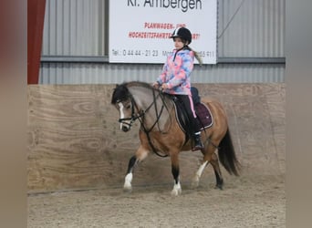 Welsh-A, Stute, 7 Jahre, 120 cm, Falbe