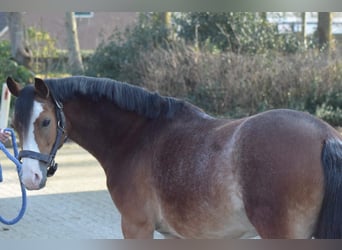 Welsh-A, Stute, 7 Jahre, 121 cm, Sabino