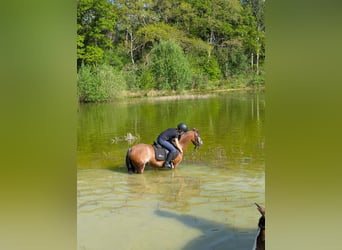 Welsh-A, Stute, 7 Jahre, 121 cm, Sabino