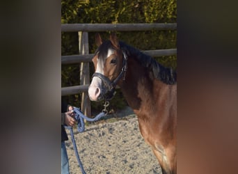 Welsh-A, Stute, 7 Jahre, 121 cm, Sabino