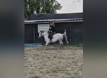 Welsh-A, Stute, 7 Jahre, 122 cm