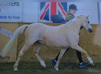 Welsh-A, Stute, 7 Jahre, 122 cm, Palomino