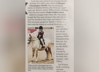 Welsh-A, Stute, 7 Jahre, 122 cm, Palomino