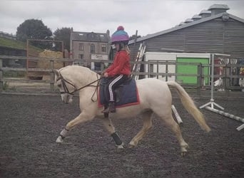 Welsh-A, Stute, 7 Jahre, 122 cm, Palomino