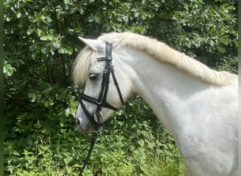Welsh-A, Stute, 7 Jahre, 122 cm, Rappschimmel