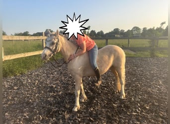 Welsh-A, Stute, 7 Jahre, 123 cm, Palomino