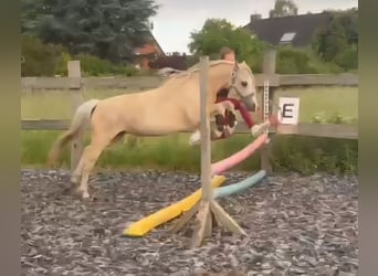 Welsh-A, Stute, 7 Jahre, 123 cm, Palomino