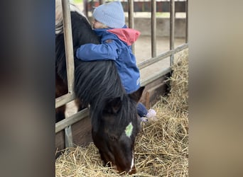 Welsh-A, Stute, 7 Jahre, 125 cm, Schecke