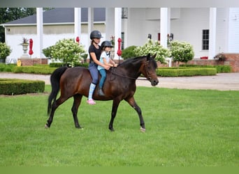 Welsh-A, Stute, 7 Jahre, 147 cm, Rotbrauner