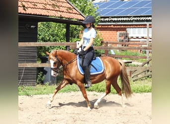 Welsh-A Mix, Stute, 7 Jahre, Fuchs