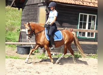 Welsh-A Mix, Stute, 7 Jahre, Fuchs