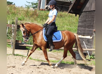 Welsh-A Mix, Stute, 7 Jahre, Fuchs