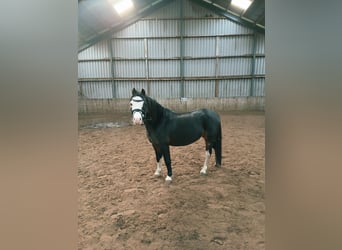 Welsh-A, Stute, 8 Jahre, 116 cm, Schwarzbrauner