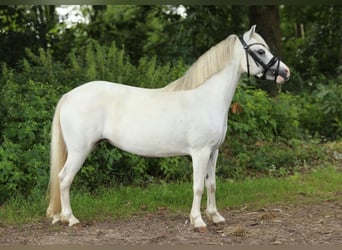 Welsh-A, Stute, 8 Jahre, 117 cm, Schimmel