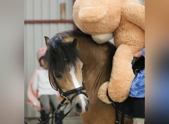 Welsh-A, Stute, 8 Jahre, 120 cm, Buckskin