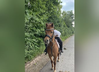 Welsh-A, Stute, 8 Jahre, 124 cm, Fuchs