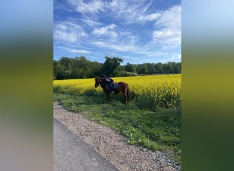 Welsh-A, Stute, 8 Jahre, 124 cm, Fuchs