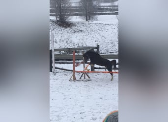 Welsh-A, Stute, 8 Jahre, 125 cm, Fuchs