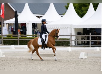 Welsh-A, Stute, 8 Jahre, 125 cm, Fuchs
