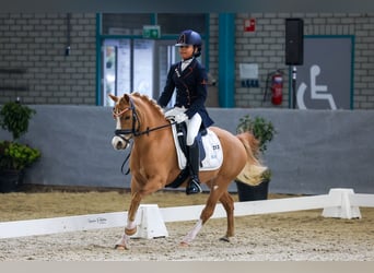 Welsh-A, Stute, 8 Jahre, 125 cm, Fuchs