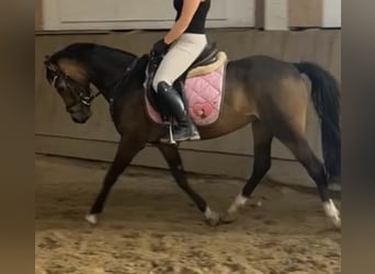 Welsh-A, Stute, 8 Jahre, 127 cm, Buckskin