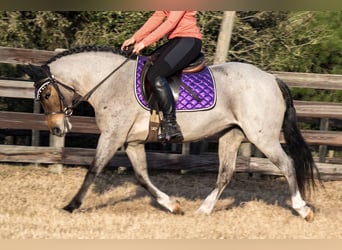 Welsh-A, Stute, 8 Jahre, 135 cm