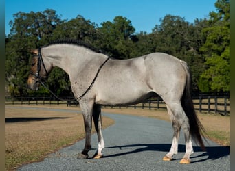Welsh-A, Stute, 8 Jahre, 135 cm
