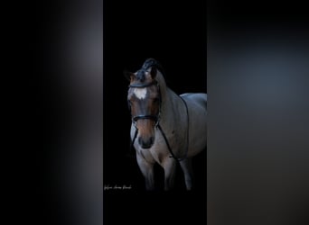 Welsh-A, Stute, 8 Jahre, 135 cm