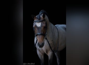 Welsh-A, Stute, 8 Jahre, 135 cm